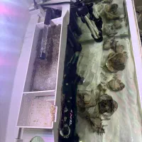 آکواریوم|ماهی|سبزوار, فرهنگیان|دیوار