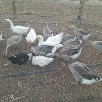 قوغاز اکراینی