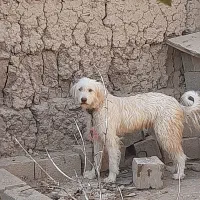 لاس ریشی|سگ|خمینی‌شهر, |دیوار