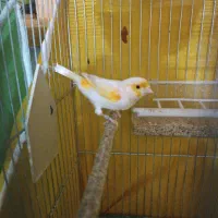 قناری نر سرامیکی