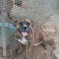 سگ پیت باکسر