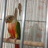 طوطی گرینچیک|پرنده|رفسنجان, |دیوار