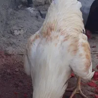 ۶ عدد خروس