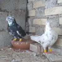 کبوتر دم سفید نر ماده