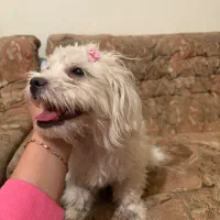 واگذاری سگ|سگ|گلپایگان, |دیوار