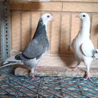 کبوتر پلاکی|پرنده|شاهینشهر, شهرک هشت بهشت|دیوار