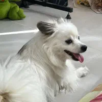 سگ پامر