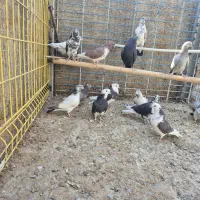 کفتر یا کبوتر|پرنده|معصومیه, |دیوار