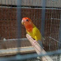 کوتوله اوپال فقط فروش