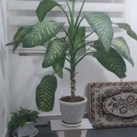 گل بسیار سرحال دیفن باخیا