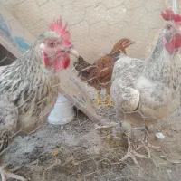مرغ تخم گذار محلی/ یک ساله