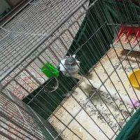 قناری|پرنده|کهریزک, |دیوار