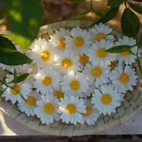 شمع گل بابونه شناور در آب|صنایع دستی و سایر لوازم تزئینی|اردکان, |دیوار