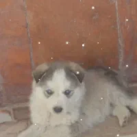 3000000000000|سگ|یاسوج, |دیوار