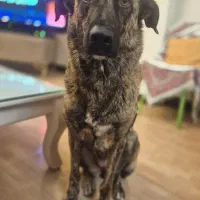 واگذاری سگ ماده بومی واکسن خورده شناسنامه دار