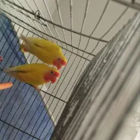 فروش کوتوله برزیلی