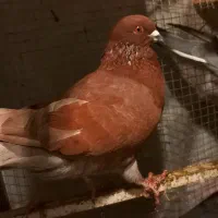 ۶تا کبوتر|پرنده|دره شهر, |دیوار