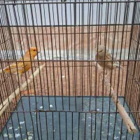 فروش قناری اورجینال .|پرنده|بندر ماهشهر, |دیوار