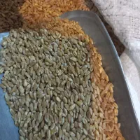فروش ۲تن گندم آبی و دیم بوجاری شده