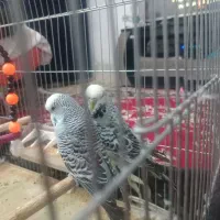 مرغ عشق انگلیسی|پرنده|یزد, |دیوار