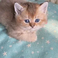 بریتیش گلد|گربه|رشت, گلباغ نماز|دیوار