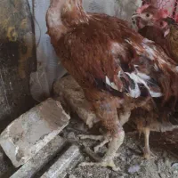 خروس لاری|حیوانات مزرعه|مشکین‌دشت, |دیوار