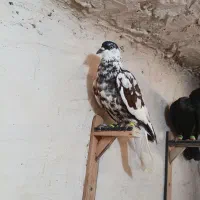 کفتر