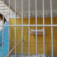 قناری نر مست بخون معاوضه با انگشتر نقره|پرنده|مشهد, چهارچشمه|دیوار