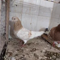 سرور کاکل .زرد .شازده هما تخت دمسفید|پرنده|اصفهان, باغ فدک|دیوار