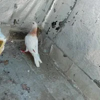 کفتر|پرنده|میناب, |دیوار