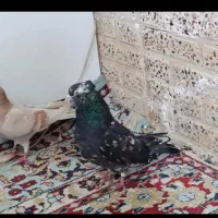 حدود ۱۶ عدد کفتر خش خال پرشی