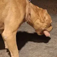 سگ پیتبول بادیگارد|سگ|شیراز, وزیرآباد|دیوار