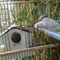 فنچ نرگسی شکلاتی بالغ