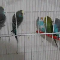 طوطی برزیلی.مرغ عشق.فنچ|پرنده|بوشهر, |دیوار