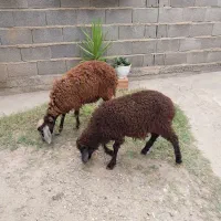 ۲ راس بره نر افشاری