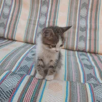 واگذاری حیوان دستی|گربه|قزوین, |دیوار