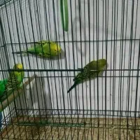 طوطی برزیلی.مرغ عشق.فنچ|پرنده|بوشهر, |دیوار