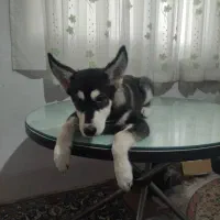 فروش توله سگ اصیل