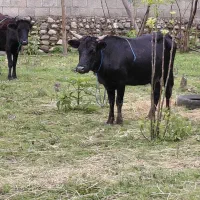 گاو لیشه تلیسه آبستن ۸ماه ۲راس