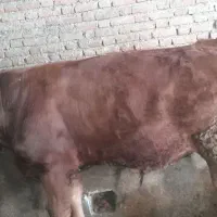 گوساله نر ۳ عدد|حیوانات مزرعه|دیواندره, |دیوار