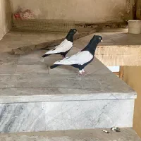 سرور دم سفید سینه سیاه