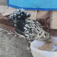 مرغ گلین|حیوانات مزرعه|قم, هنرستان|دیوار