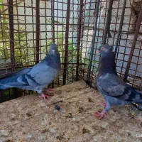 کفتر سبز فروشی قیمت ۱۱۰۰