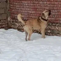 سگ سرابی اصیل