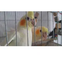 عروس هلندی