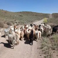 فروش بز کهره دار قوسی