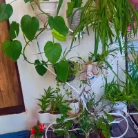 استند گل و گل های طبیعی