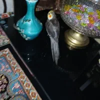 عروس هلندی پیدا شده