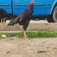 مرغ و خروس لاری