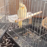 عروس هلندی ماده|پرنده|آستانه اشرفیه, |دیوار